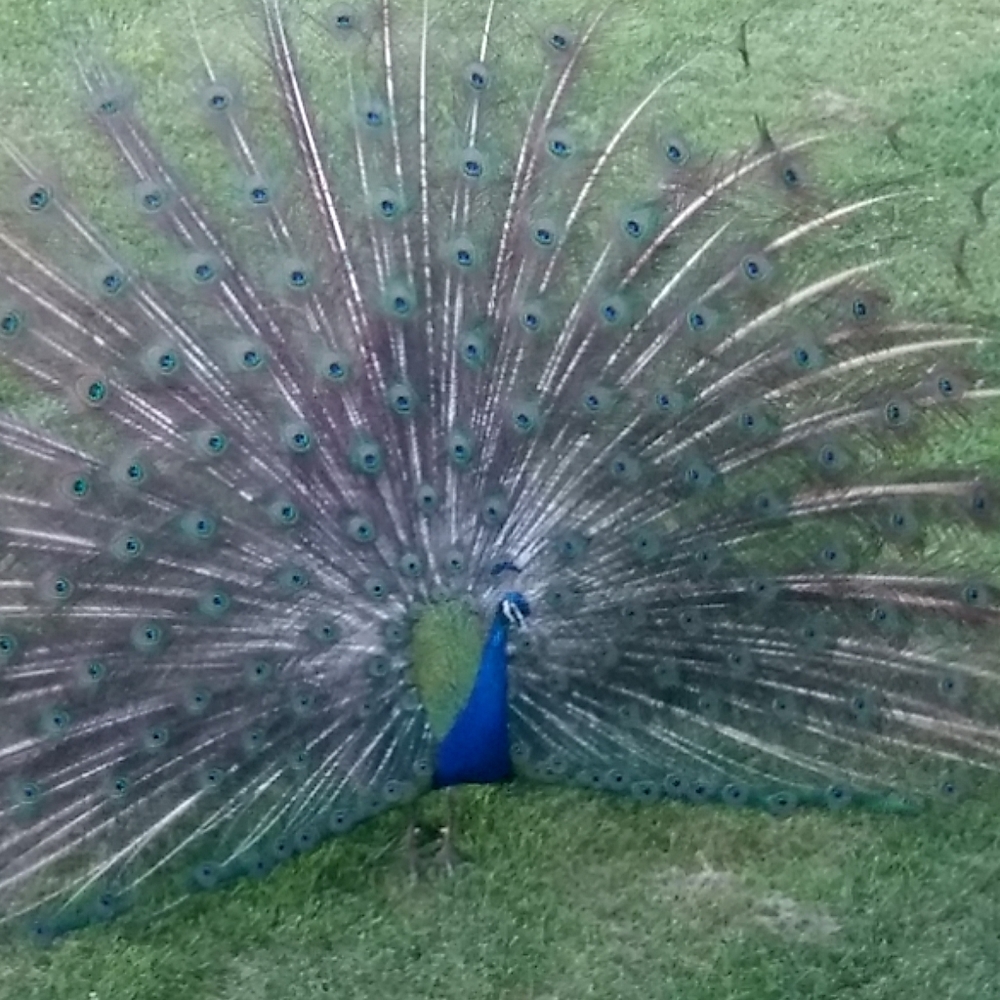 Meet your Posher, Rosanna